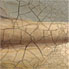 Antiquity Look Art Reproductions